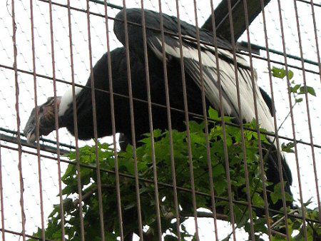 �R���h��(Condor)