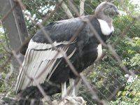 �R���h��(Condor)