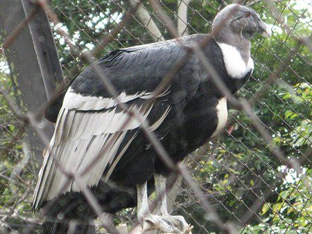 �R���h��(Condor)
