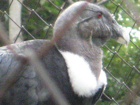 �R���h��(Condor)