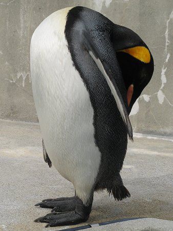�L���O�y���M��