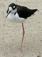 �N���G���Z�C�^�J�V�M�i���ݔw�����j