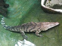 �i�C�����j�iNile crocodile�j