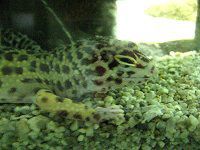 �q���E�����g�J�Q���h�L