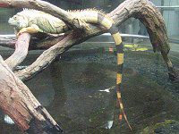�O���[���C�O�A�i