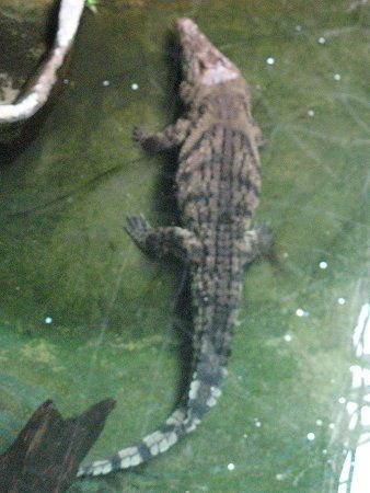 �i�C�����j