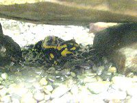 �t�@�C�A�E�T���}���_�[�iFire Salamander�j
