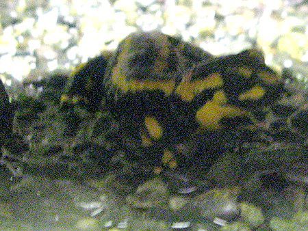 �t�@�C�A�E�T���}���_�[�iFire Salamander�j
