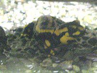 �t�@�C�A�E�T���}���_�[�iFire Salamander�j