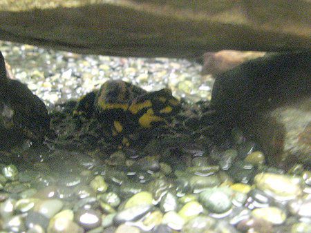 �t�@�C�A�E�T���}���_�[�iFire Salamander�j