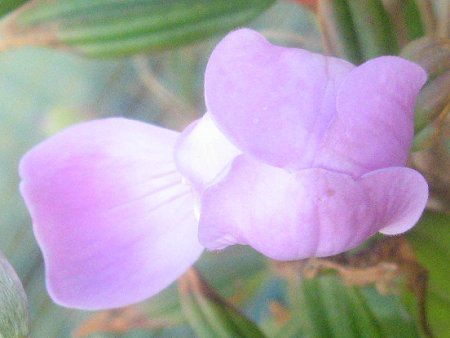 �m�{�^���E���g���G���W�F��2