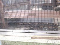 �{�A�R���X�g���N�^�[�iBoa constrictor�j