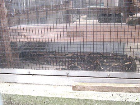 �{�A�R���X�g���N�^�[�iBoa constrictor�j