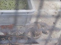 �{�A�R���X�g���N�^�[�iBoa constrictor�j