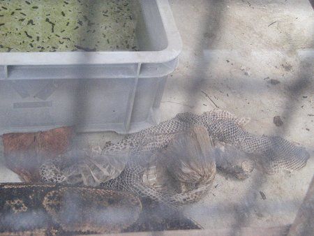 �{�A�R���X�g���N�^�[�iBoa constrictor�j