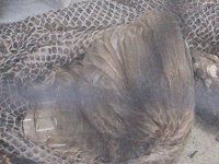 �{�A�R���X�g���N�^�[(Boa constrictor)