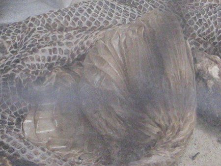�{�A�R���X�g���N�^�[�iBoa constrictor�j