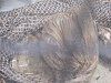 �{�A�R���X�g���N�^�[�iBoa constrictor�j
