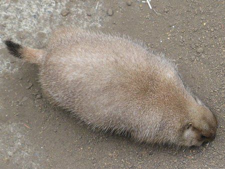 �v���[���[�h�b�O (Prairie dog) 