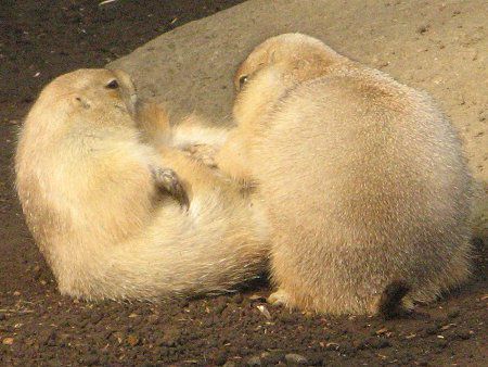 �v���[���[�h�b�O (Prairie dog) 
