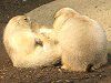 �v���[���[�h�b�O (Prairie dog) 