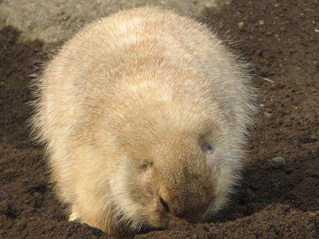 �v���[���[�h�b�O (Prairie dog) 