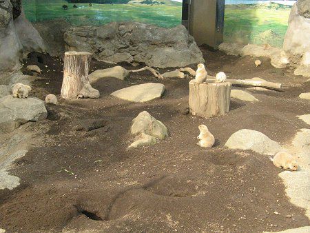 �v���[���[�h�b�O (Prairie dog) 