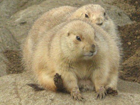 �v���[���[�h�b�O (Prairie dog) 