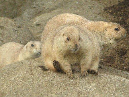 �v���[���[�h�b�O (Prairie dog) 