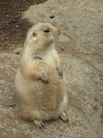 �v���[���[�h�b�O (Prairie dog) 