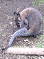 �x�l�b�g�A�J�N�r�����r�[�iBenett's Wallaby�j�j