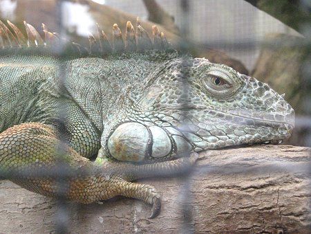 �O���[���C�O�A�i�iGreen Iguana�j