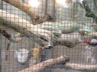 �O���[���C�O�A�i�iGreen Iguana�j