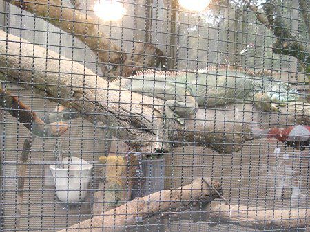 �O���[���C�O�A�i�iGreen Iguana�j