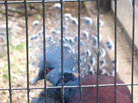 �J�������o�g(����)