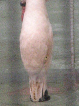 �`���[�t���~���S(Chile Flamingo)