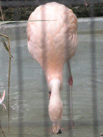 �`���[�t���~���S(Chile Flamingo)