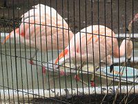 �`���[�t���~���S(Chile Flamingo)