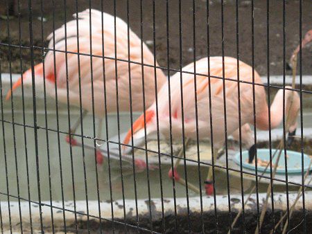 �`���[�t���~���S(Chile Flamingo)