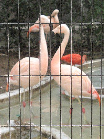 �`���[�t���~���S(Chile Flamingo)