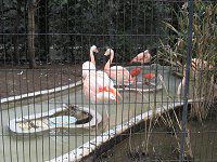 �`���[�t���~���S(Chile Flamingo)