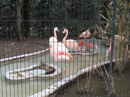 �`���[�t���~���S(Chile Flamingo)