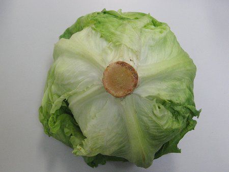 ���^�X(Lettuce)