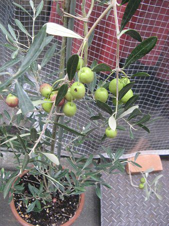 �I���[�u�ʎ��iOlive�j
