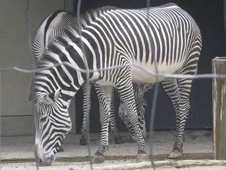 �O���r�[�V�}�E�}�iGrevy�Ȕn�j