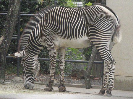 �O���r�[�V�}�E�}�iGrevy�Ȕn�j