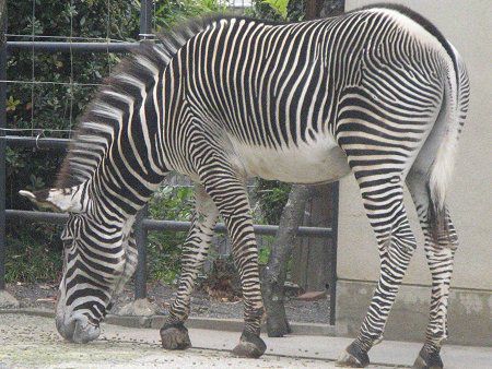 �O���r�[�V�}�E�}�iGrevy�Ȕn�j