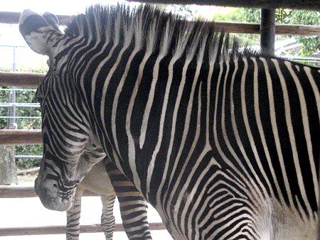 �O���r�[�V�}�E�}�iGrevy�Ȕn�j