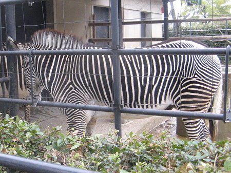 �O���r�[�V�}�E�}�iGrevy�Ȕn�j