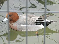 �q�h���K���i�꒹���j